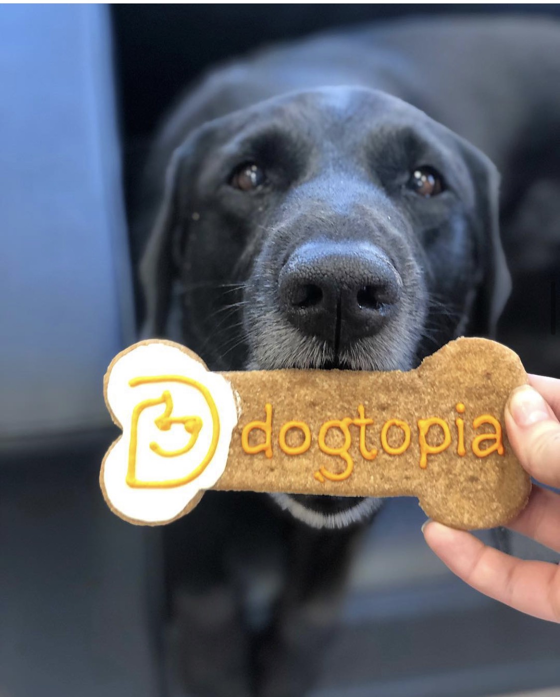 International Dog Biscuit Appreciation Day! Gilbert