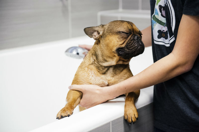A groomer is giving a bath to a French bulldog at Dogtopia of Limerick Spa.