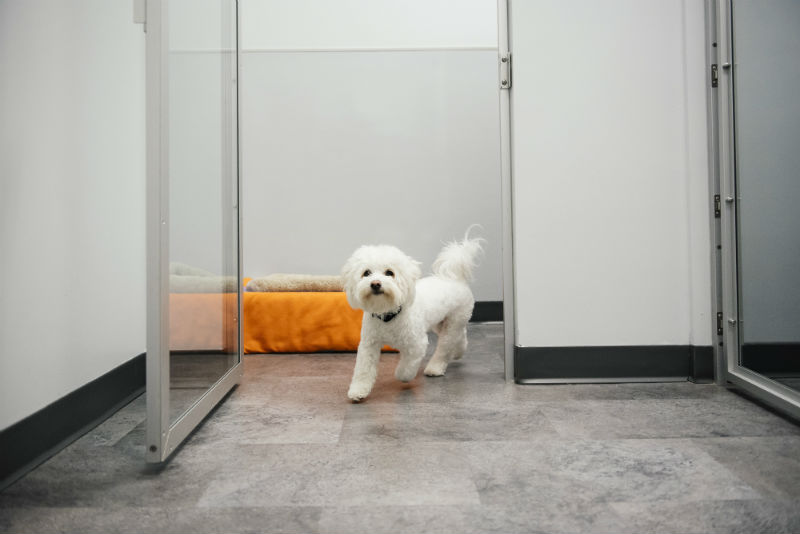 Small white dog is running into the open doors of boarding playroom at Dogtopia of Fort Mill.