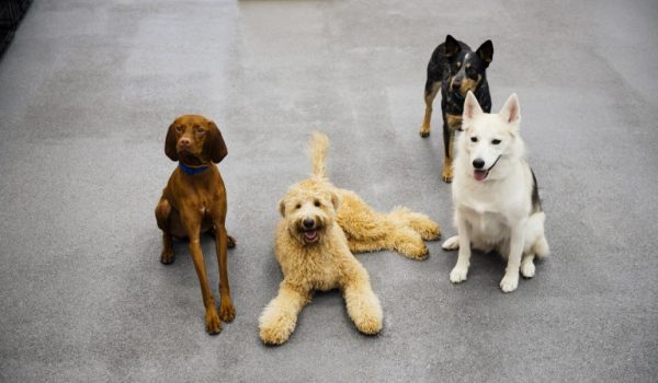 Four dogs posing to the camera at Dogtopia of Dallas – Inwood.