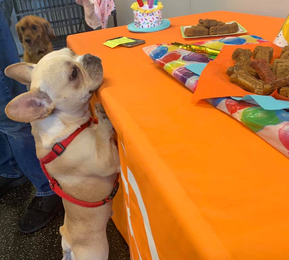 Birthday/Gotcha Day Party Dallas Inwood