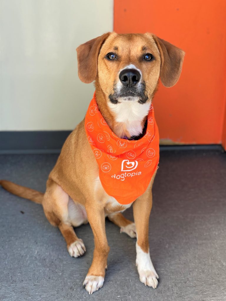 Dog Daycare, Spa, Boarding Clarksville Dogtopia Clarksville