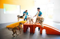Certified coaches playing with five dogs at Dogtopia of [location] daycare.