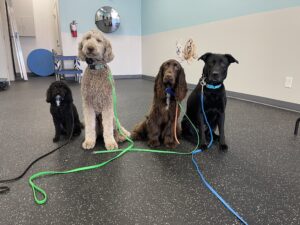 dogs in training at dogtopia