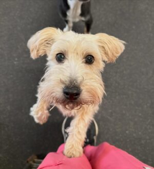 Small dog asking for pets