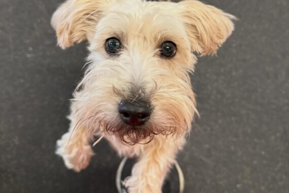 Small dog asking for pets