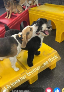 Sibling dogs playing in daycare.