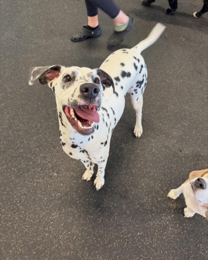 dalmatian in dog daycare playroom