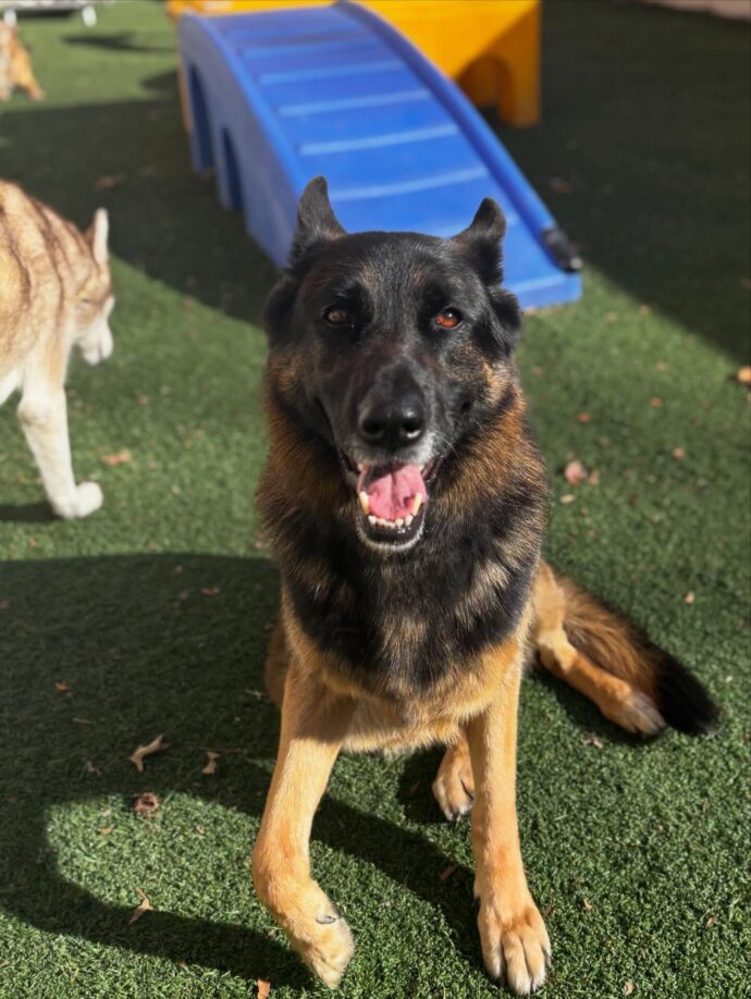 german shepherd in outdoor play yard