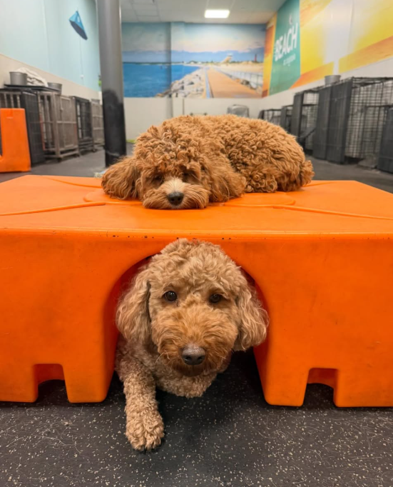 Two smaller dogs in daycare.