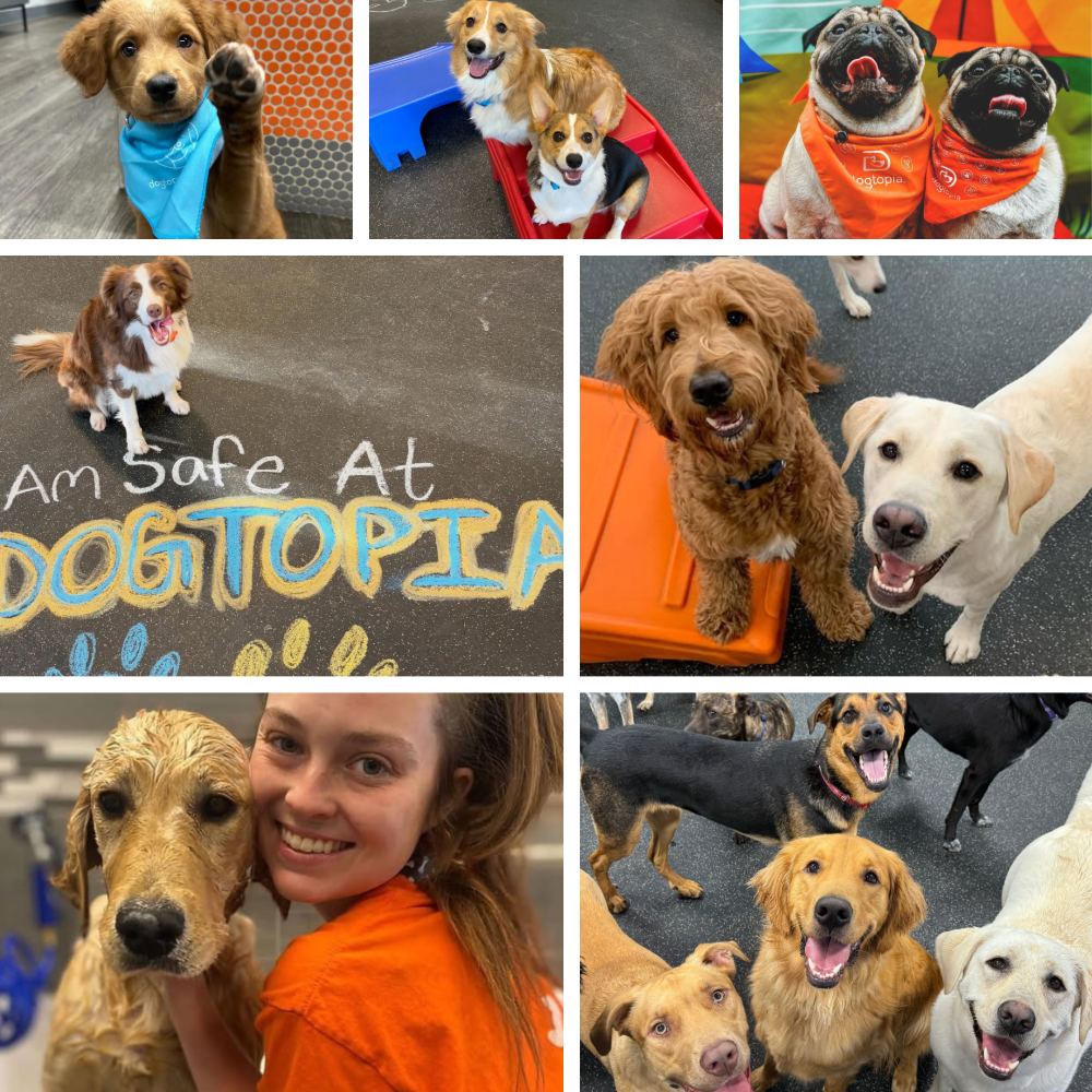 Several different pictures of dogs looking happy in dog daycare playrooms.