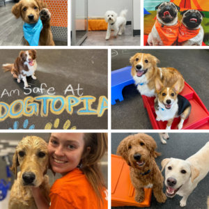 Collage of Dogtopia Daycare with dogs in the playroom and canine coaches.
