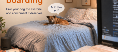 dog at home looking bored, asking for attention