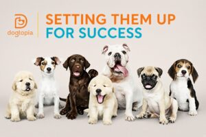 group of puppies with banner for dog training