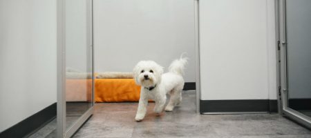 Small white dog is running into the open doors of boarding playroom at Dogtopia of San Antonio - Alamo Heights.