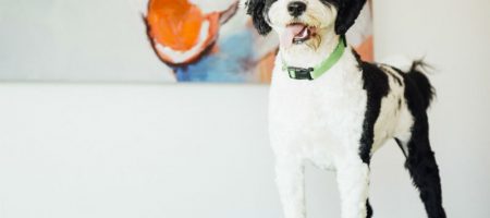 Black and white dog posing to the camera at Dogtopia of Wheat Ridge daycare.