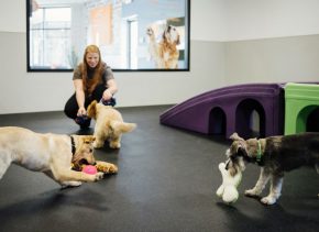 Dogs playing with toys at Dogtopia of Chattanooga - Southside daycare playroom.