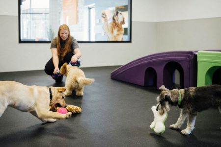 Dogs playing with toys at Dogtopia of Greensburg daycare playroom.