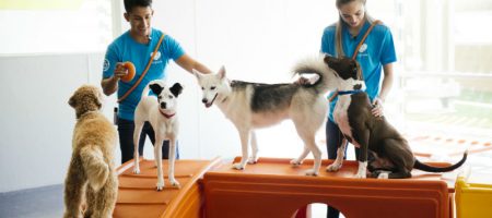 Dog behavior experts train four dogs at Dogtopia of Milton daycare. Routines to Reduce Stress For Your Dog