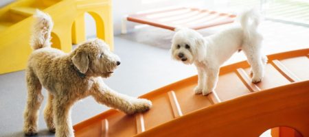 Two dogs playing with each other at Dogtopia of New Location playroom.