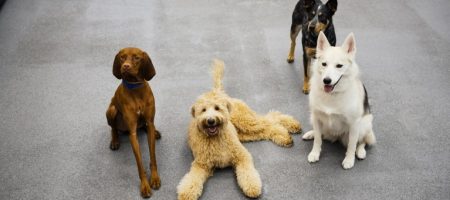 Four dogs posing to the camera at Dogtopia of Fulshear-Katy.