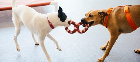 Two dogs chewing a toy at Dogtopia of Fulshear-Katy playroom.