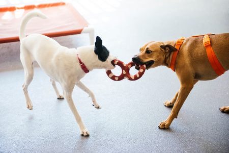 Two dogs chewing a toy at Dogtopia of North Hampton playroom.