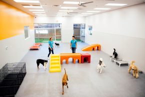 Overview of the Dogtopia of Ankeny daycare playroom with all the dogs running around.