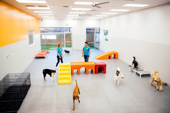 Overview of the Dogtopia of Ashburn - Loudoun Station daycare playroom with all the dogs running around.