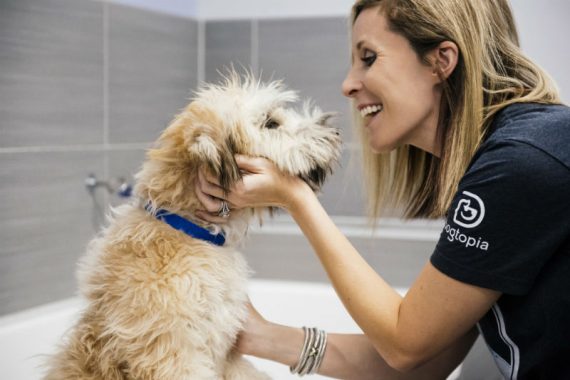 Groomer petting the Goldendoodle at Dogtopia of Ashburn - Loudoun Station Spa.