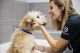 Groomer petting the Goldendoodle at Dogtopia of Ashburn - Loudoun Station Spa.