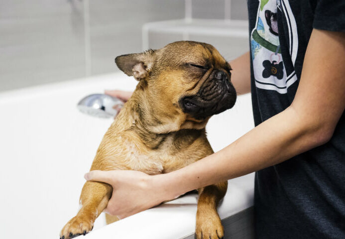 A groomer is giving a bath to a French bulldog at Dogtopia of Waukee Spa.