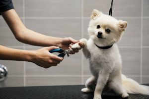 Small white dog getting its nails trimmed at Dogtopia of Maplewood Spa.