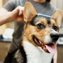 A dog is being brushed by a groomer at Dogtopia of Royal Windsor Spa.