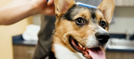 A dog is being brushed by a groomer at Dogtopia of Ashburn - Loudoun Station Spa.