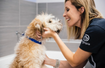 Dogtopia groomer petting a dog