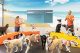 Dogtopia workers and dogs in the playroom