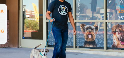 Dogtopia workers waking a dog