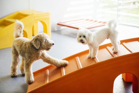 Two dogs playing with each other at Dogtopia of Rocklin playroom.