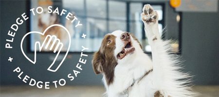 Border collie raising a paw. Logo on the picture says "Pledge to safety". | Dogtopia of Rocklin