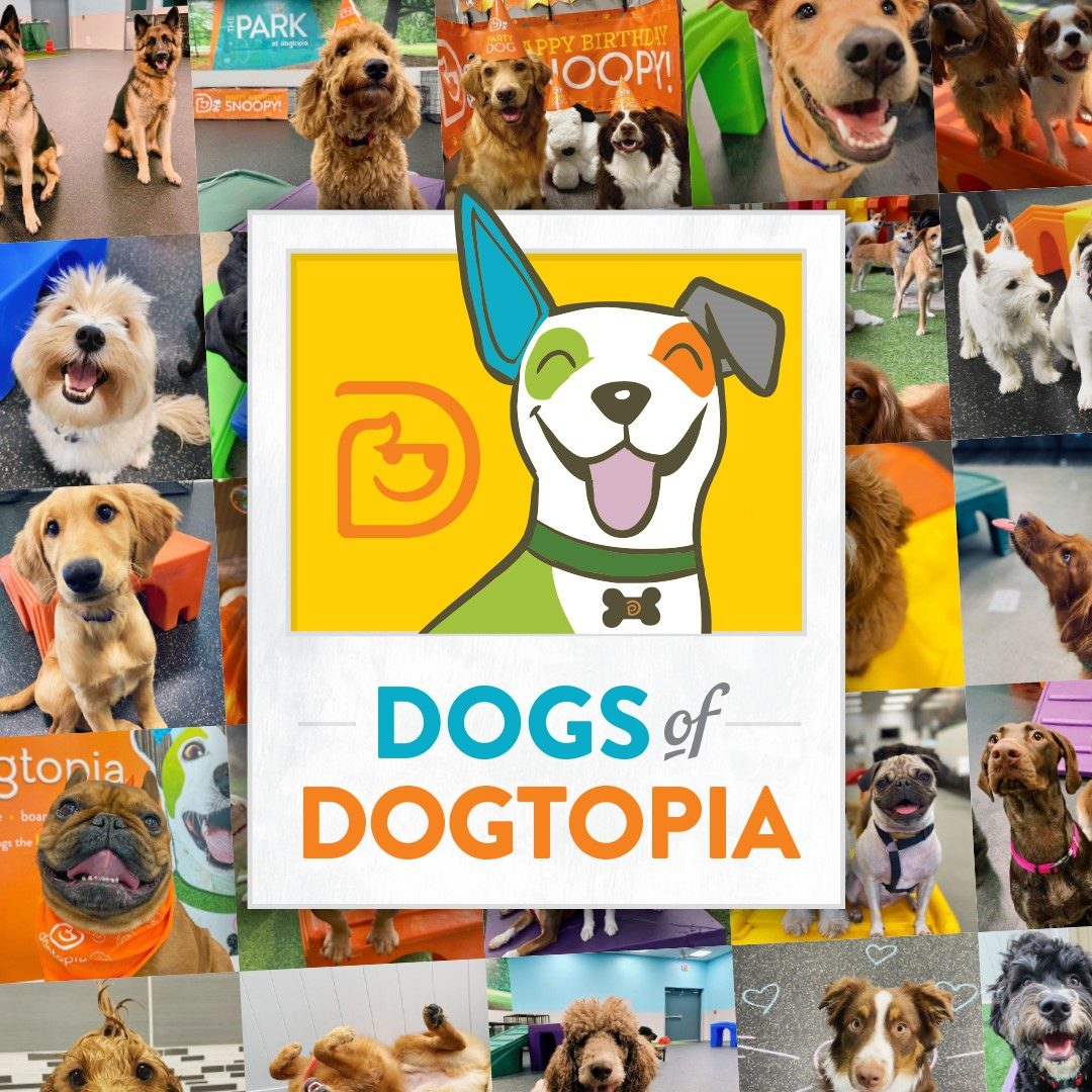 2022 Dogs of Dogtopia Calendar Fundraiser! Rocklin