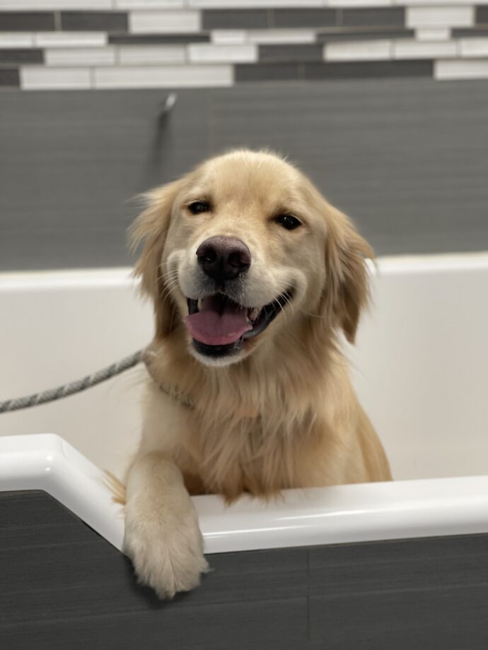 A dog in the bath at Dogtopia of Rocklin for a spa treatment