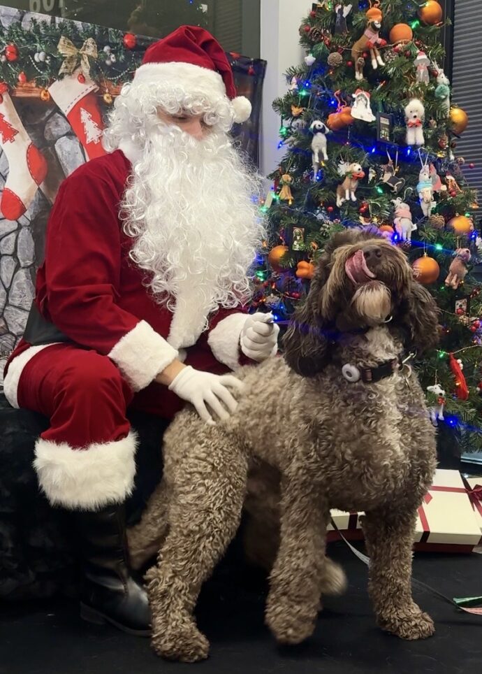 A dog with Santa during a holiday photoshoot at Dogtopia of Rocklin
