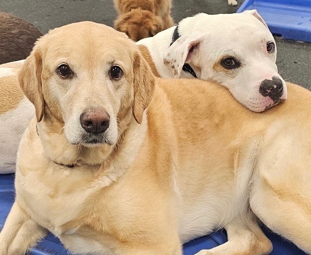 Two dogs next to each other with on resting their chin on the other at Dogtopia of Rocklin