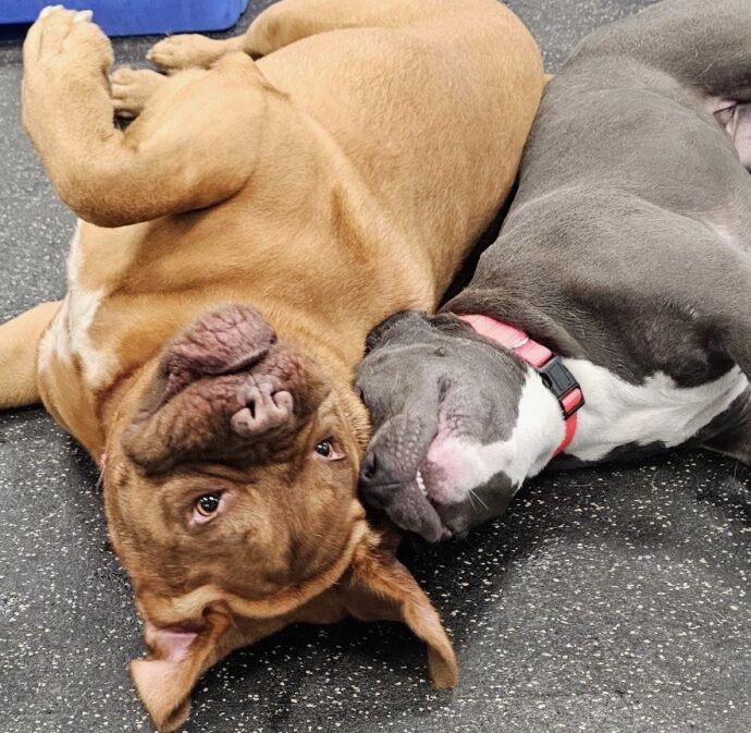 Two dogs laying next to each other in playroom at Dogtopia of Rocklin