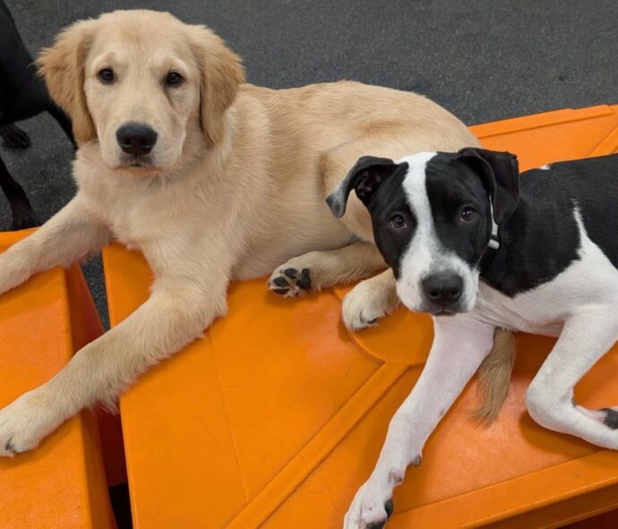 Two dogs on play equipment during daycare at Dogtopia of Rocklin