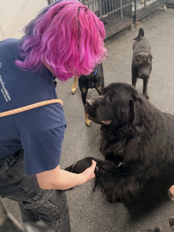 Dogtopia of Rocklin Canine Coach with dog giving paw