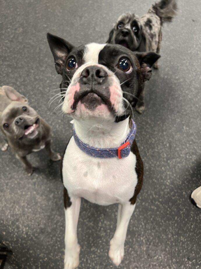 Dogs at Dogtopia of Rocklin daycare