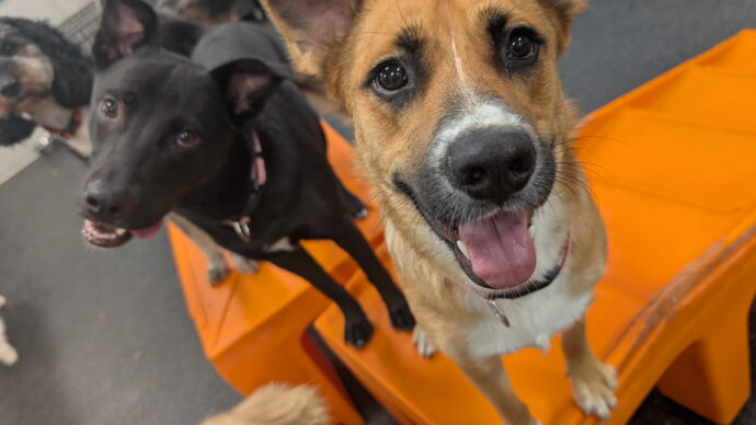 Two dogs at Dogtopia of Rocklin