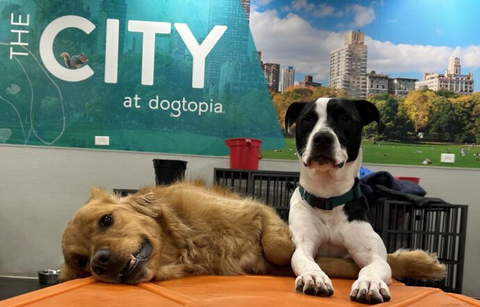 Two dogs at Dogtopia of Rocklin